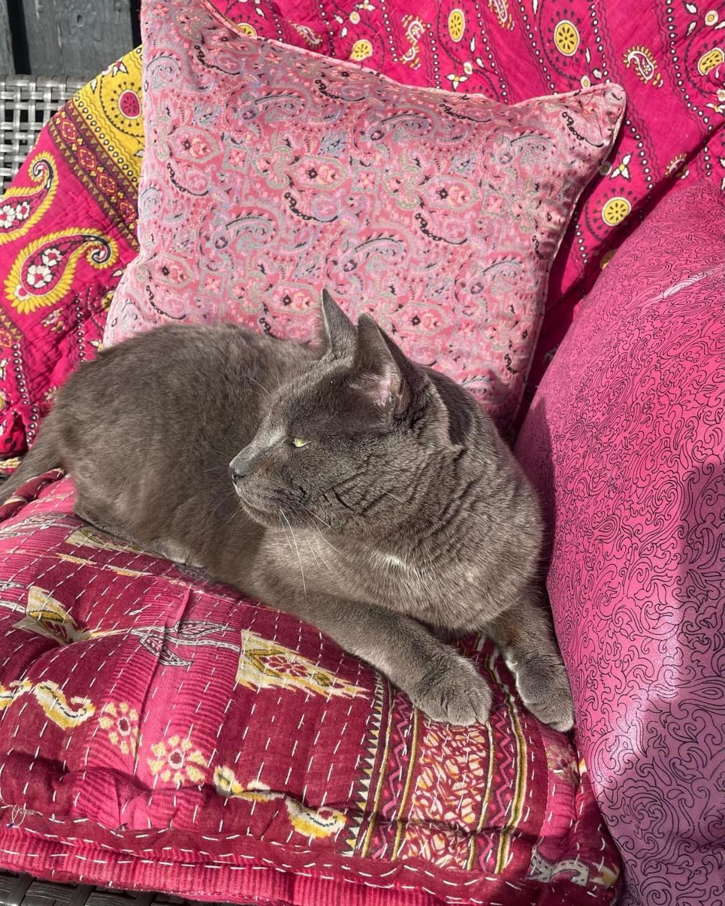 Cool Familyhome Close To The Beach W Two Cuddly Cats Espergærde Екстериор снимка